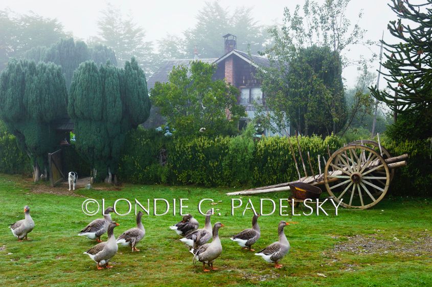 Geese gather at a homestead in the Azul Valley, Rio Futaleufu, Patagonia, Chile, South America ©Londie G. Padelsky 10SAC_LGP9168_LondieGPadelsky