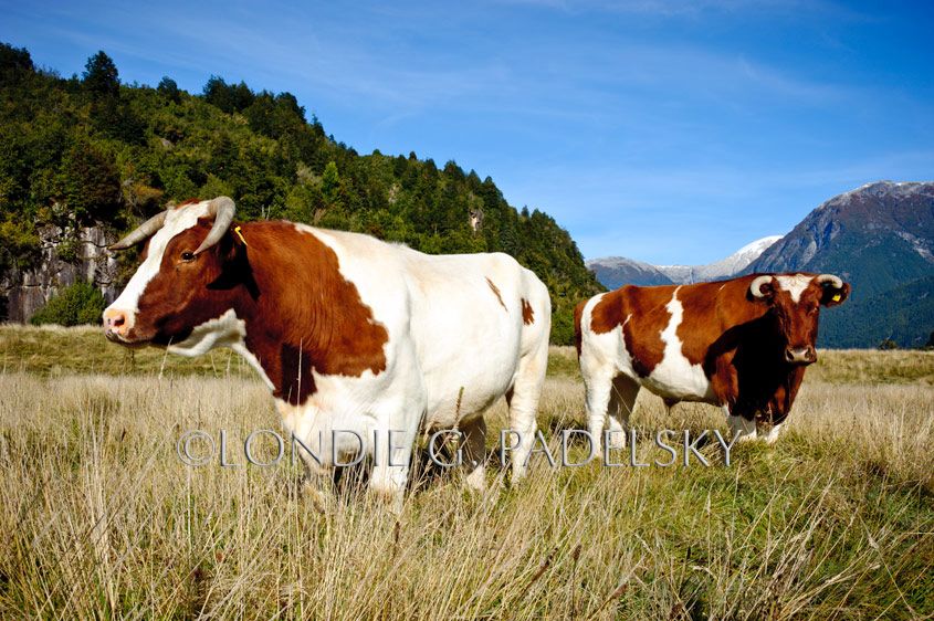 Oxen grazing in the Rio Futalefu Valley, Patagonia, Chile, South America ©Londie G. Padelsky 11SAC_LGP8708_LondieGPadelsky