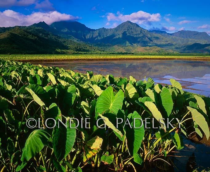 HA-001_Londie_G_Padelsky