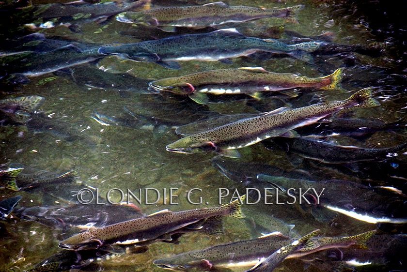 salmon, fish, fishing, salmon swimming, Alaska Salmon swimming in Alaska