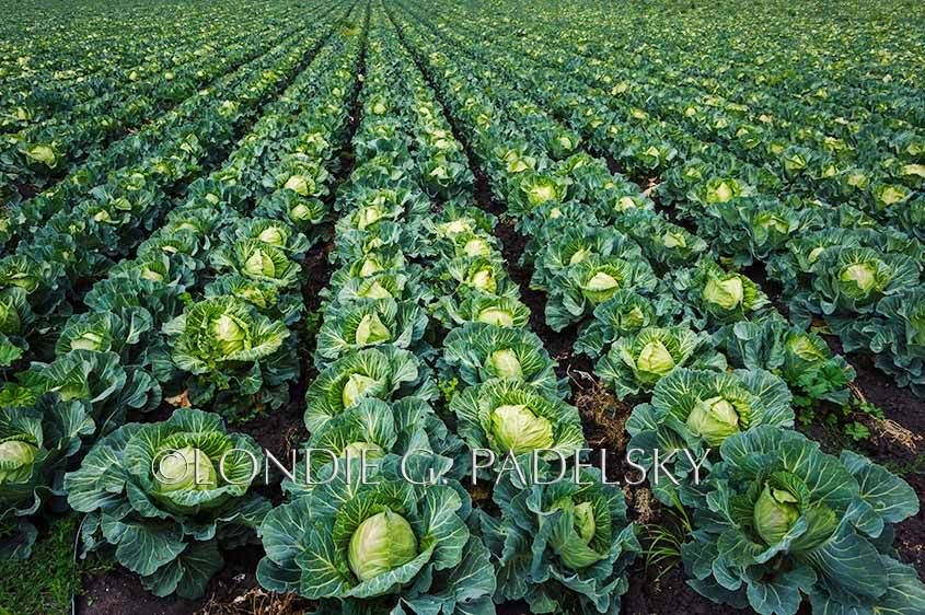 Cabbage crop at the Central Coast of California                 ©Londie G. Padelsky SLO_LGP2473_LondieGPadelsky