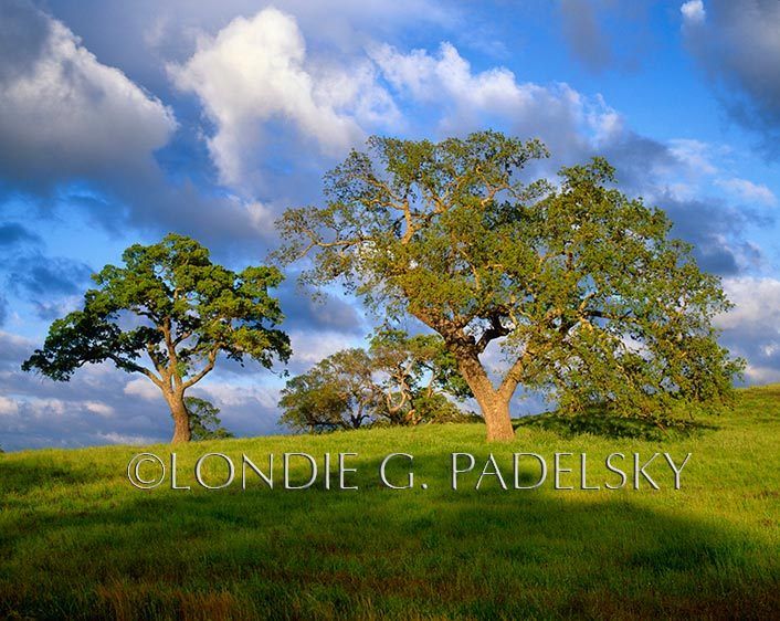Oak trees and green hills in the southern Sierra Nevada, California                     ©Londie G. Padelsky  CA-1545_LondieGPadelsky