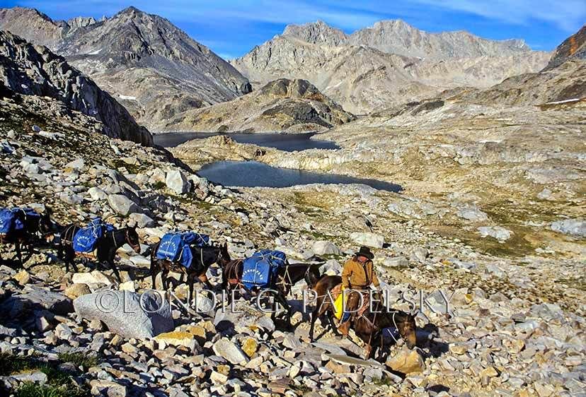 Cowboy packer leading pack mules over Muir Pass- elevation 11,955 feet. Kings Canyon National Park, California ©Londie Garcia Padelsky ES35-3329_LondieGPadelsky