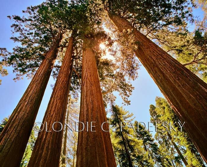 The Senate Group, Giant Sequoia Trees at Grant Grove, Sequoia National Park, Southern Sierra Nevada, California ©Londie Garcia Padelsky SKP-513_LondieGPadelsky