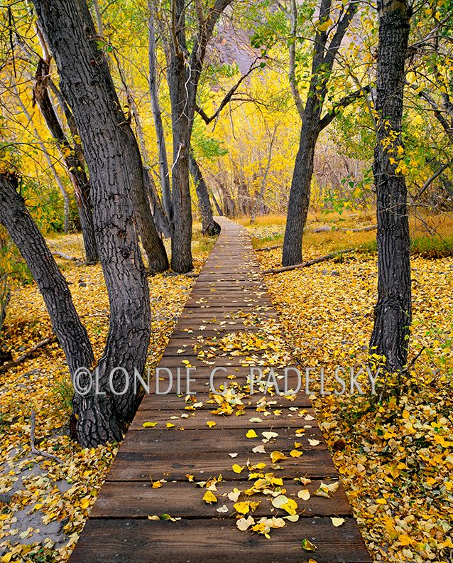 Fall cottonwood leaves and walking path, Eastern Sierra, CA ESF-1207_LondieGPadelsky.jpg