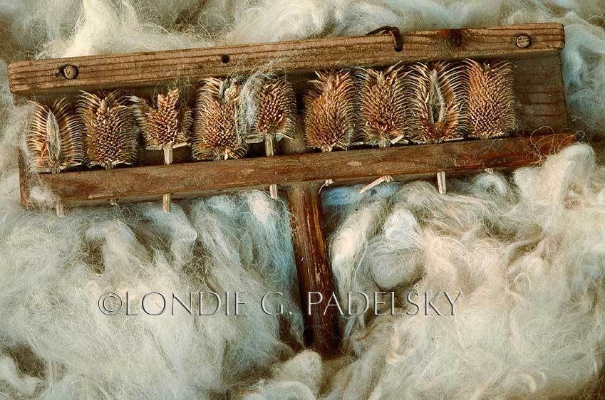 Teasel Carder, Historic California Mission ©Londie G. Padelsky CM-1163_LondieGPadelsky