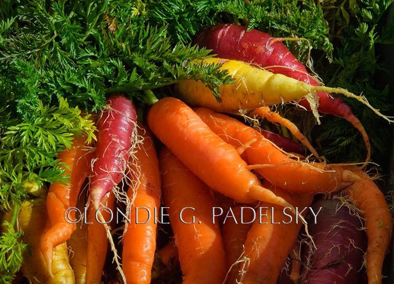Bundle of fresh picked carrots.       ©Londie G. Padelsky 1003_sl_0195_LondieGPadelsky