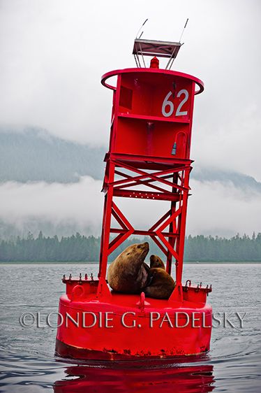 buoy, red buoy, harbor seals, seals, floating, float, bay, ocean, coastline, coastal, coast, Petersburg, Alaska Harbor seals on buoy, Petersburg Alaska