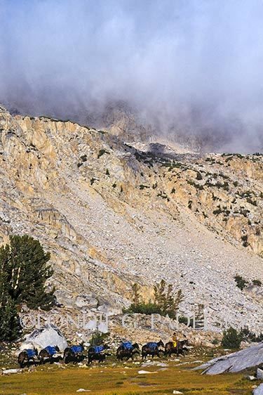 Cowboy packer leading a mule string over Muir Pass at elevation 11,955 feet. Kings Canyon National Park, California ©Londie Garcia Padelsky ES35-3401_Londie_G_Padelsky