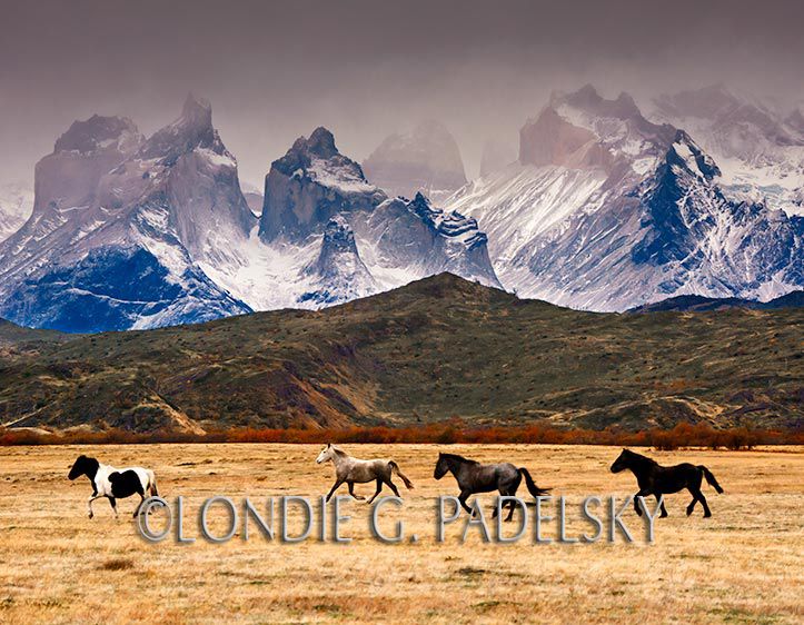 Horses running below the Cuernos del Paine at Torres del Paine National Park, southern Chilean Patagonia     ©Londie G. Padelsky SAMER_14894_LondieGPadelsky