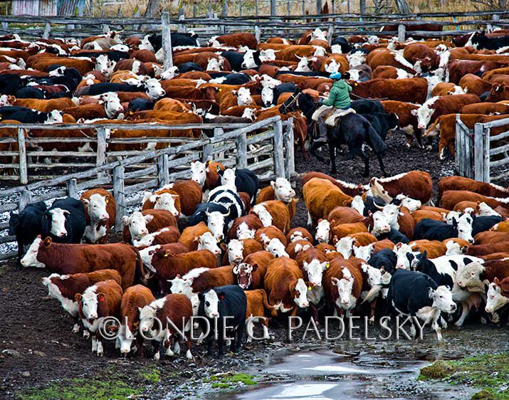 Gaucho herding cattle at a roundup in Central Argentina   ©Londie G. Padelsky SAMER_29-11345_LondieGPadelsky