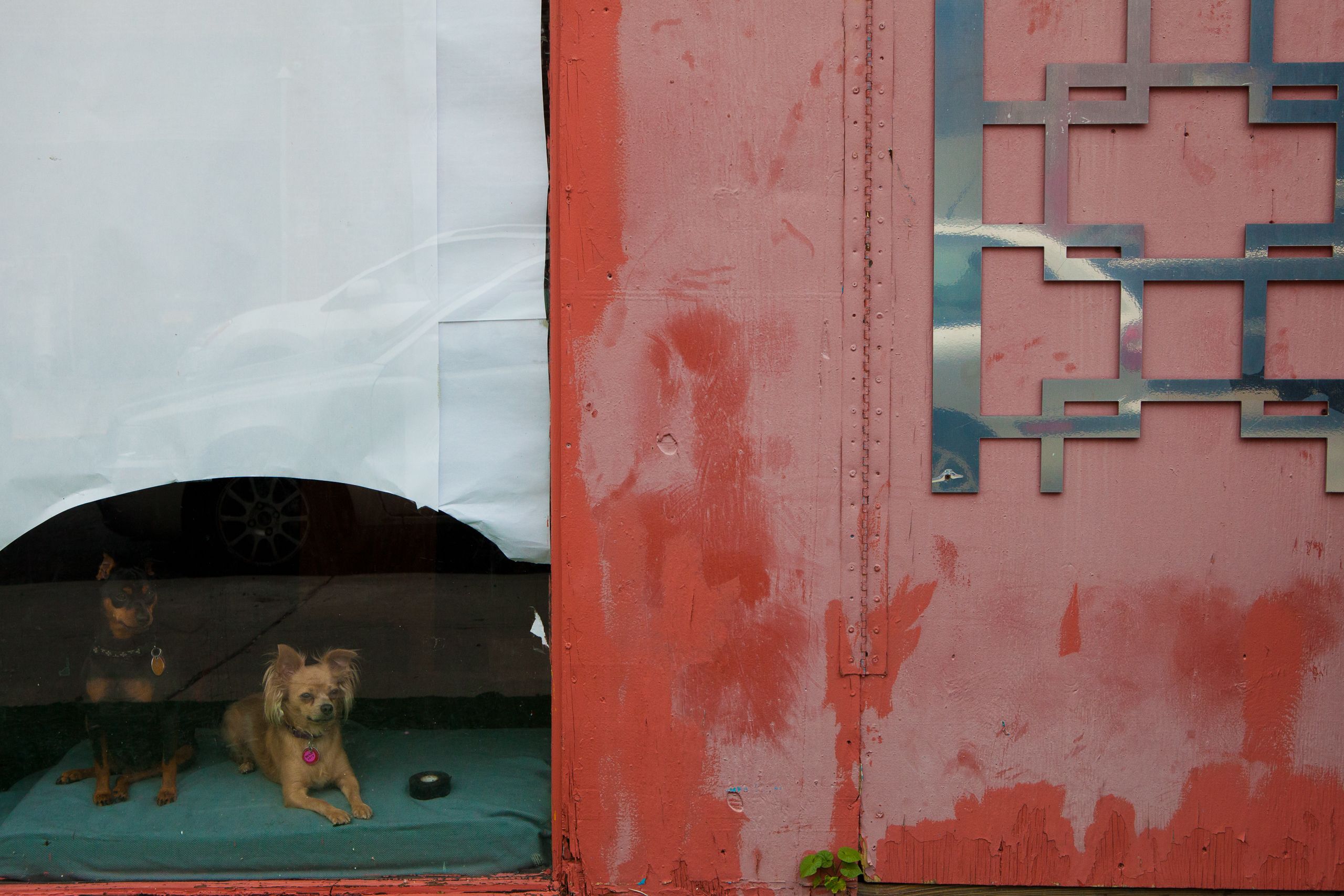 Dogs, Williamsburg, Brooklyn