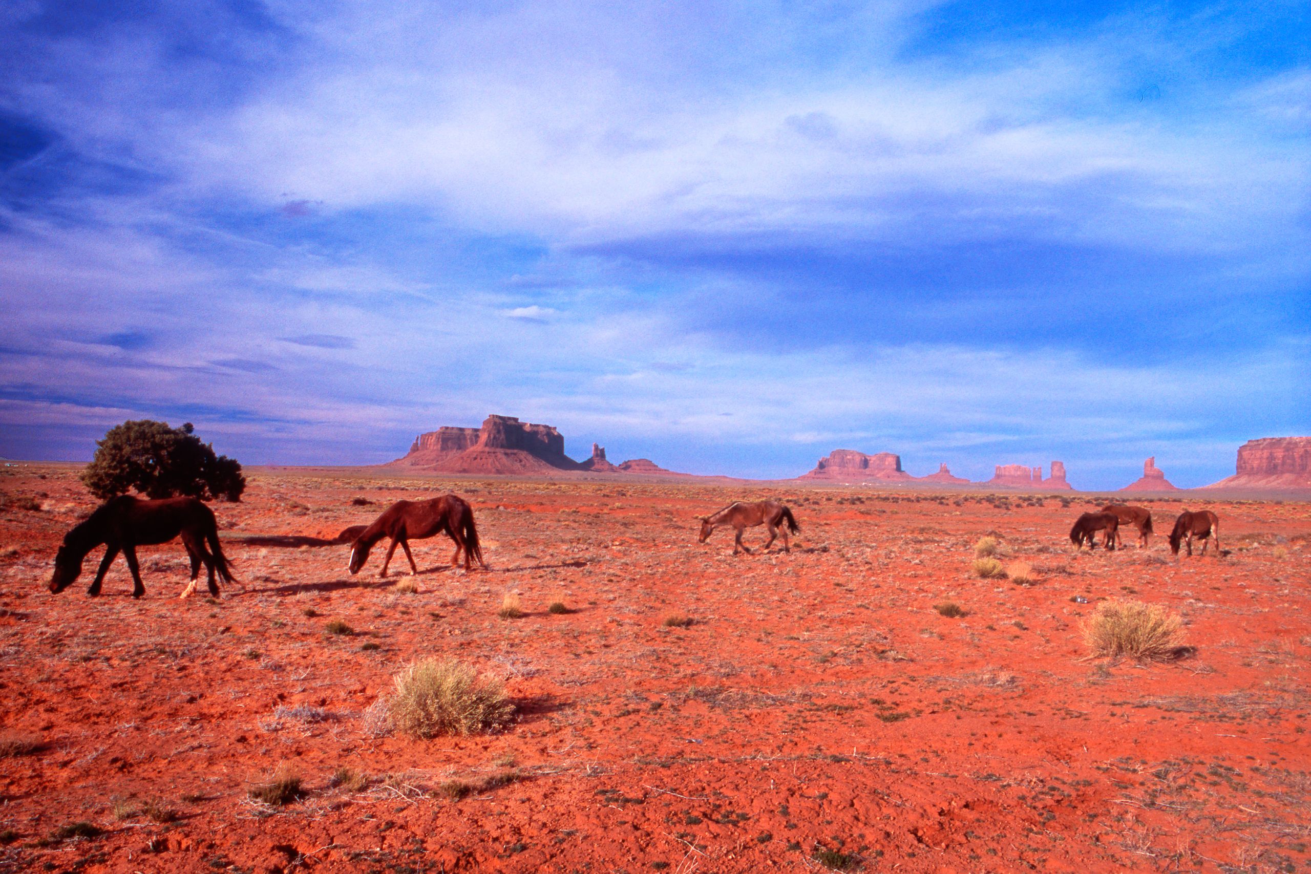 Navajo Horses