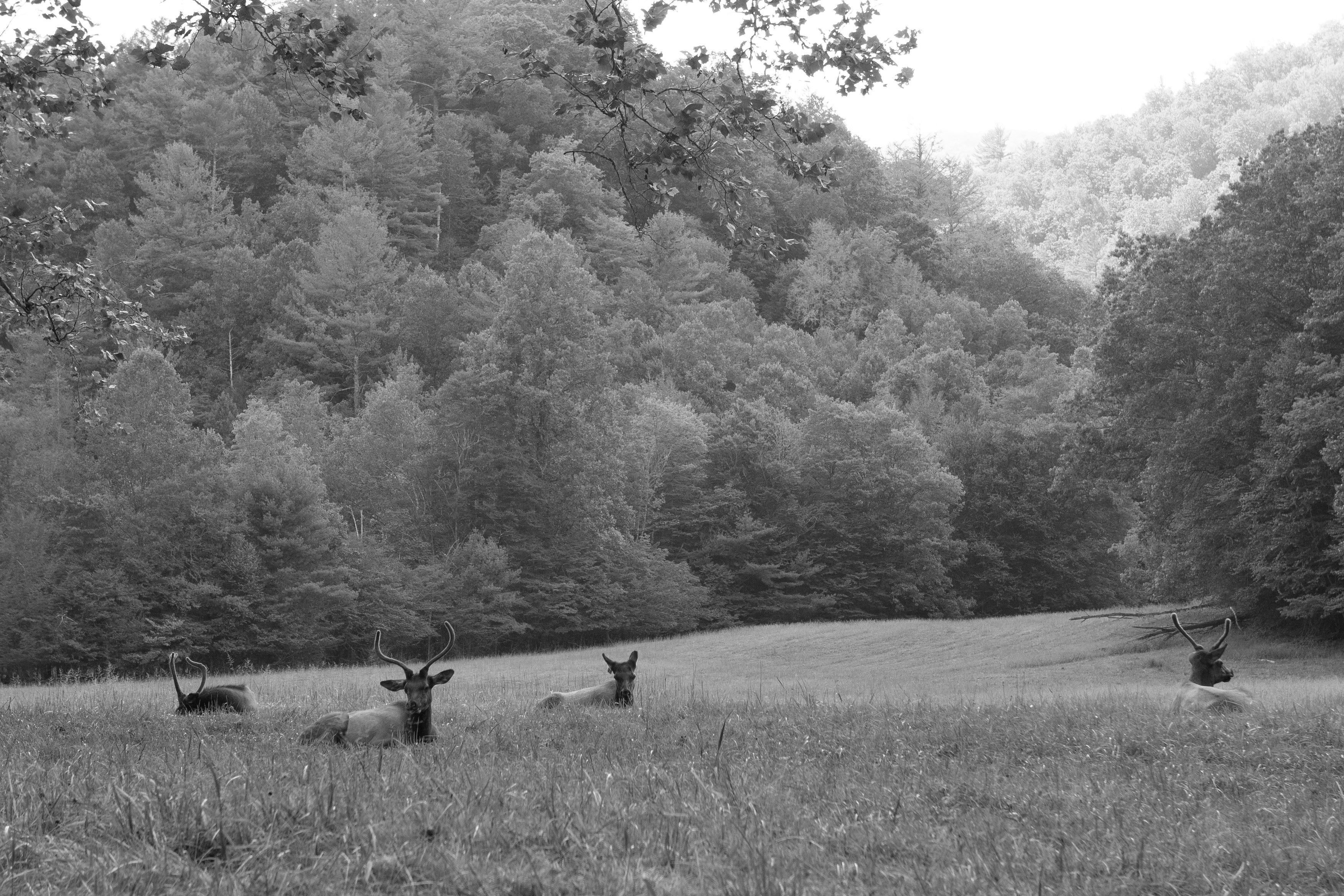 007_Great Smokey Mt-09.jpg