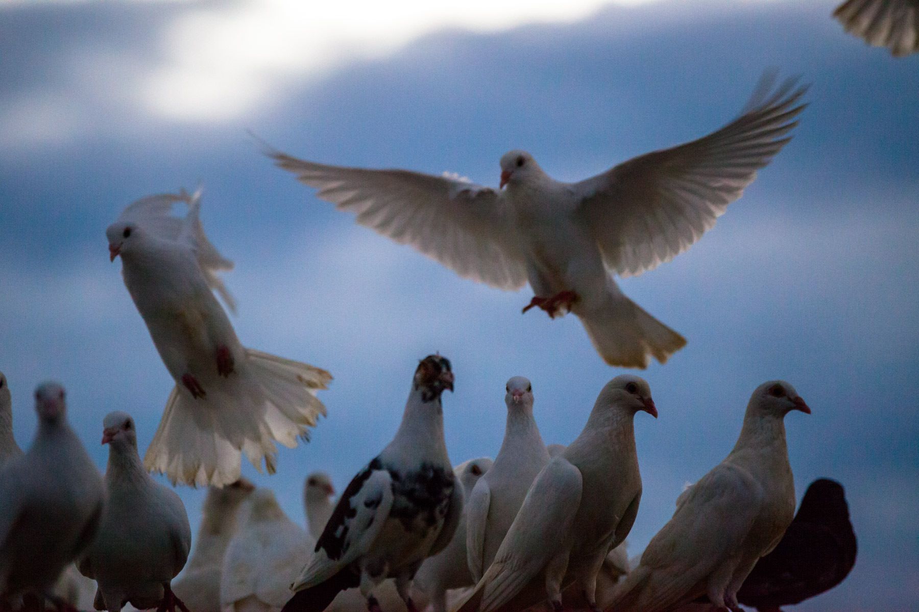 1havana__cuba__partagas_8067