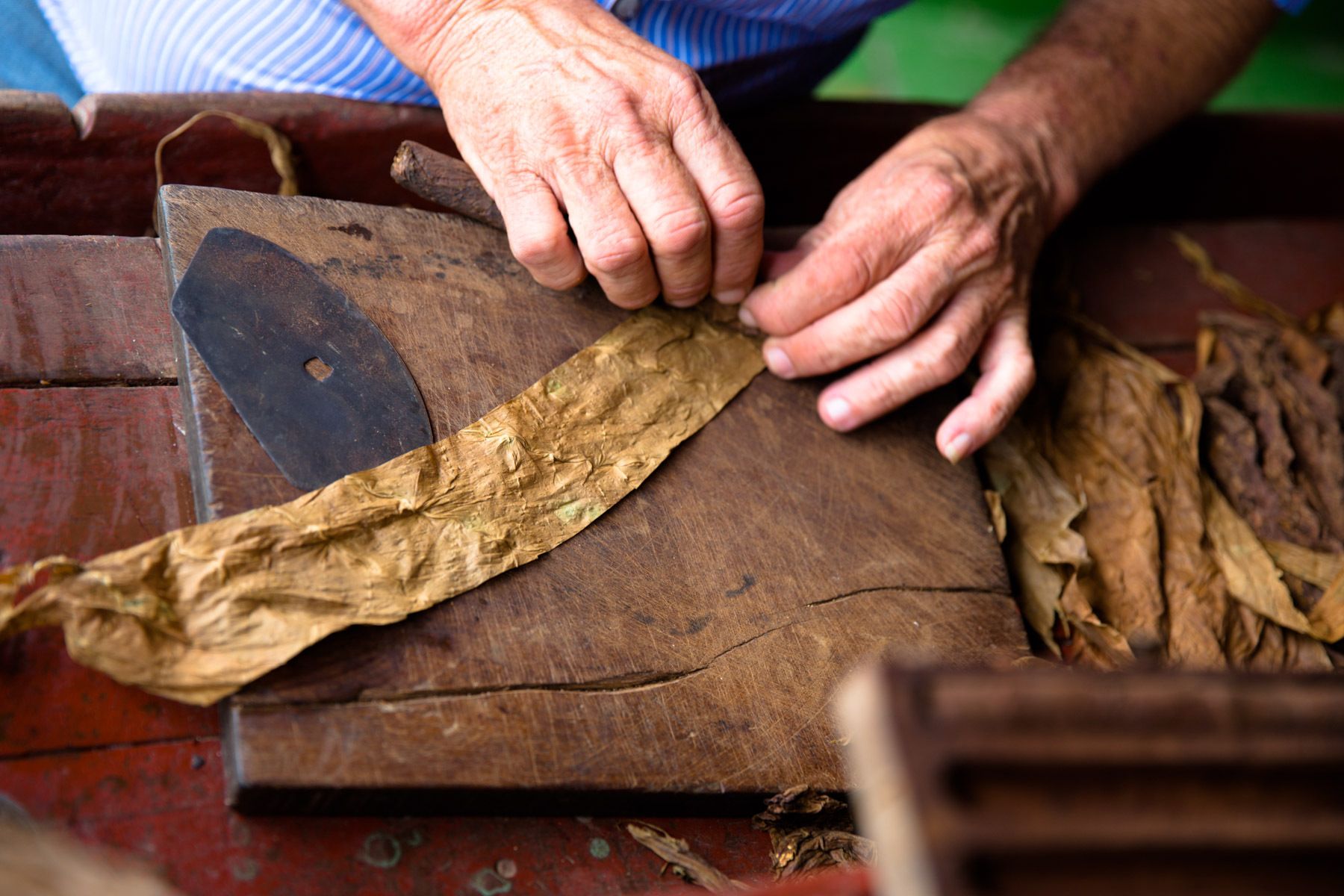 1havana__cuba__tobacco_farm_9403