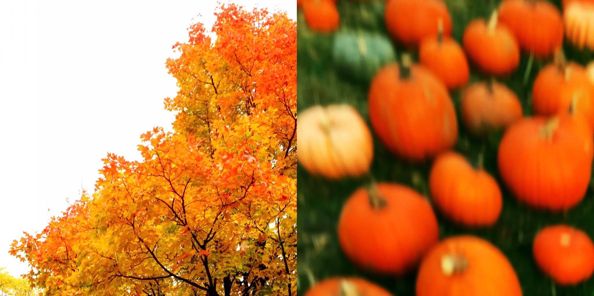 orange & pumpkin.jpg