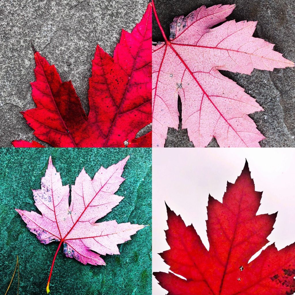 red leaf