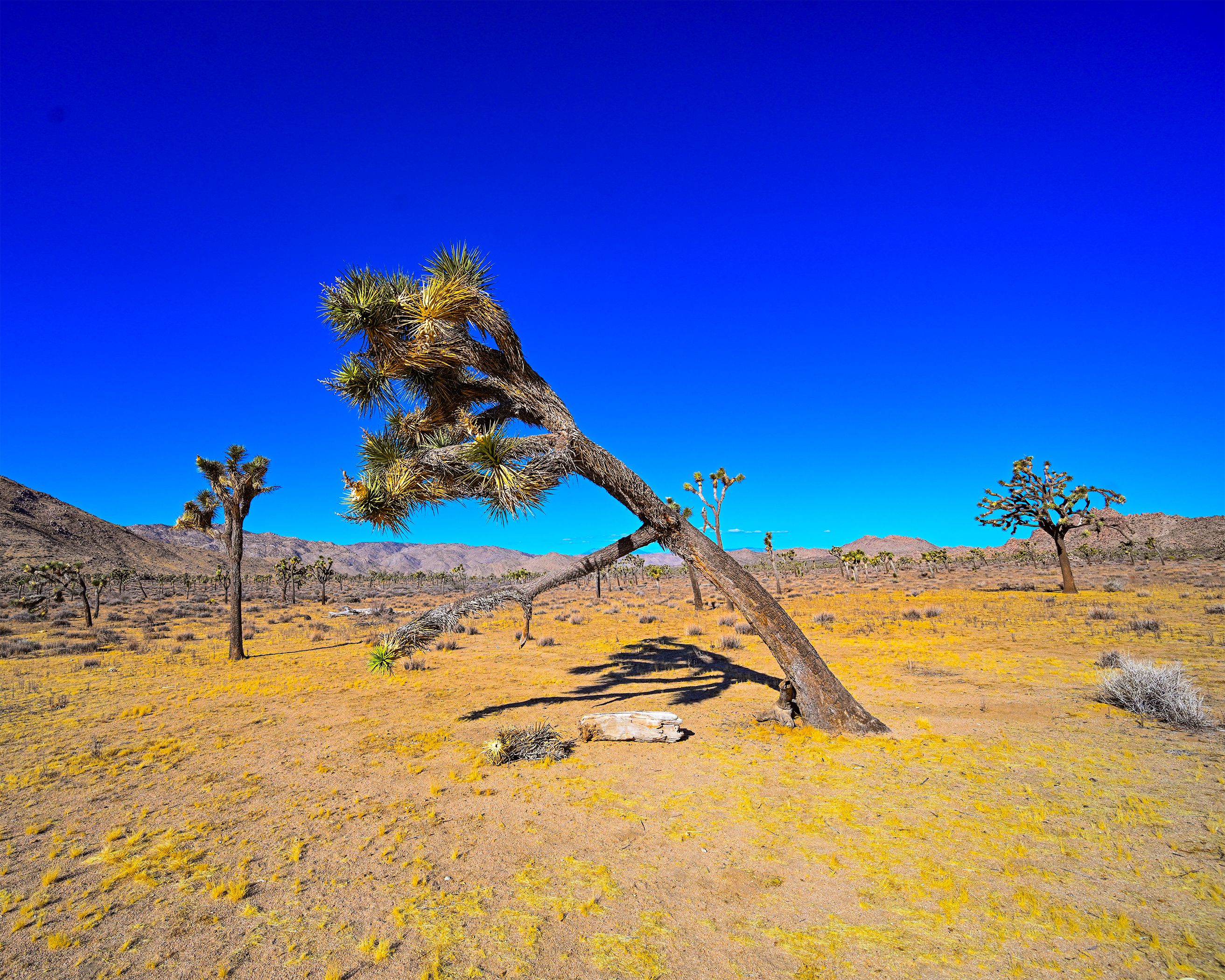 10-06 Bent tree 0378.jpg