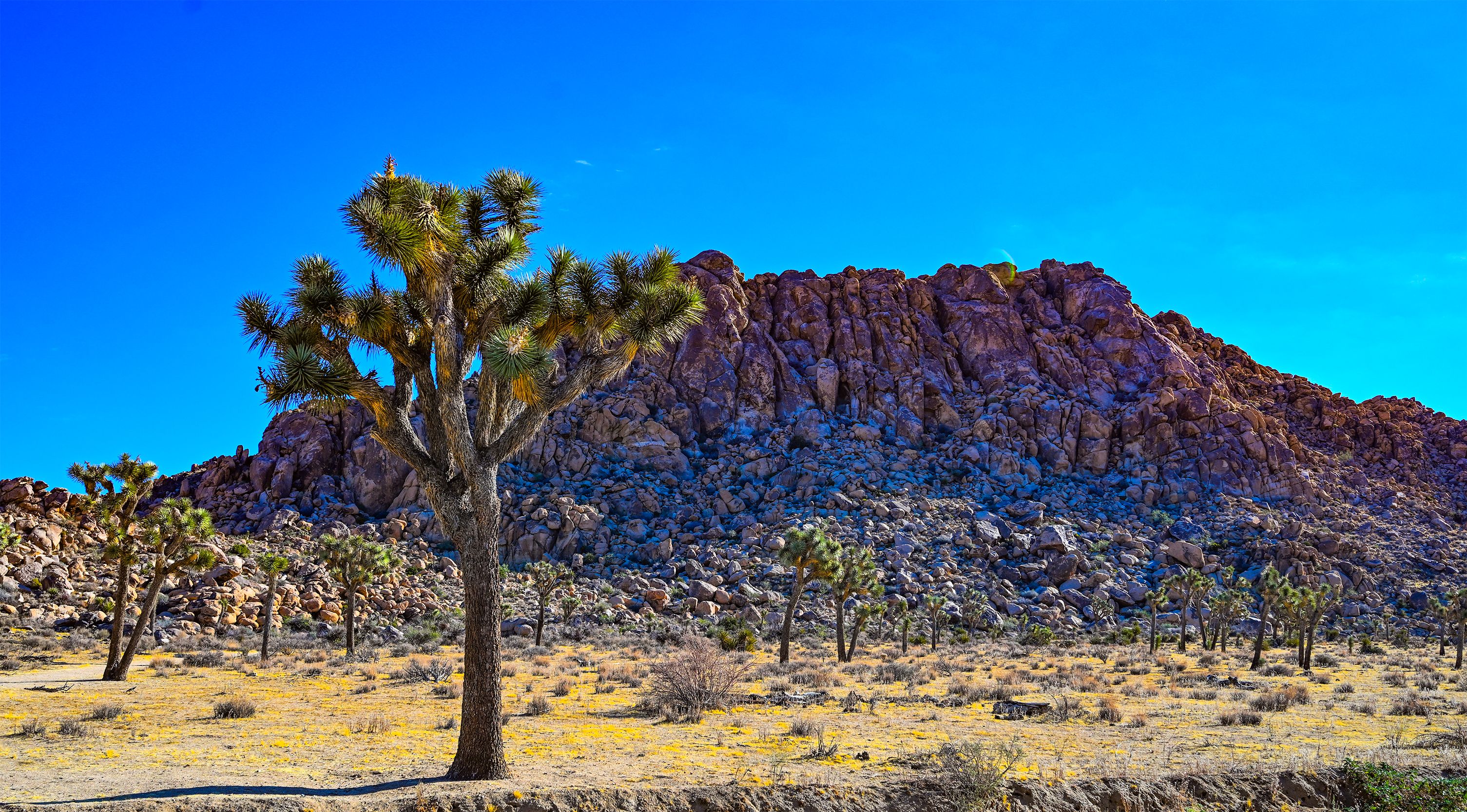 10-06 Road tree 0374.jpg