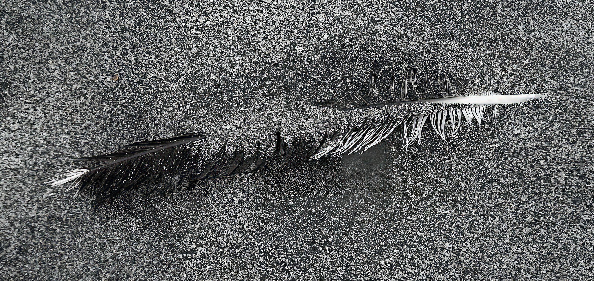 09-22 Feather 7000.jpg
