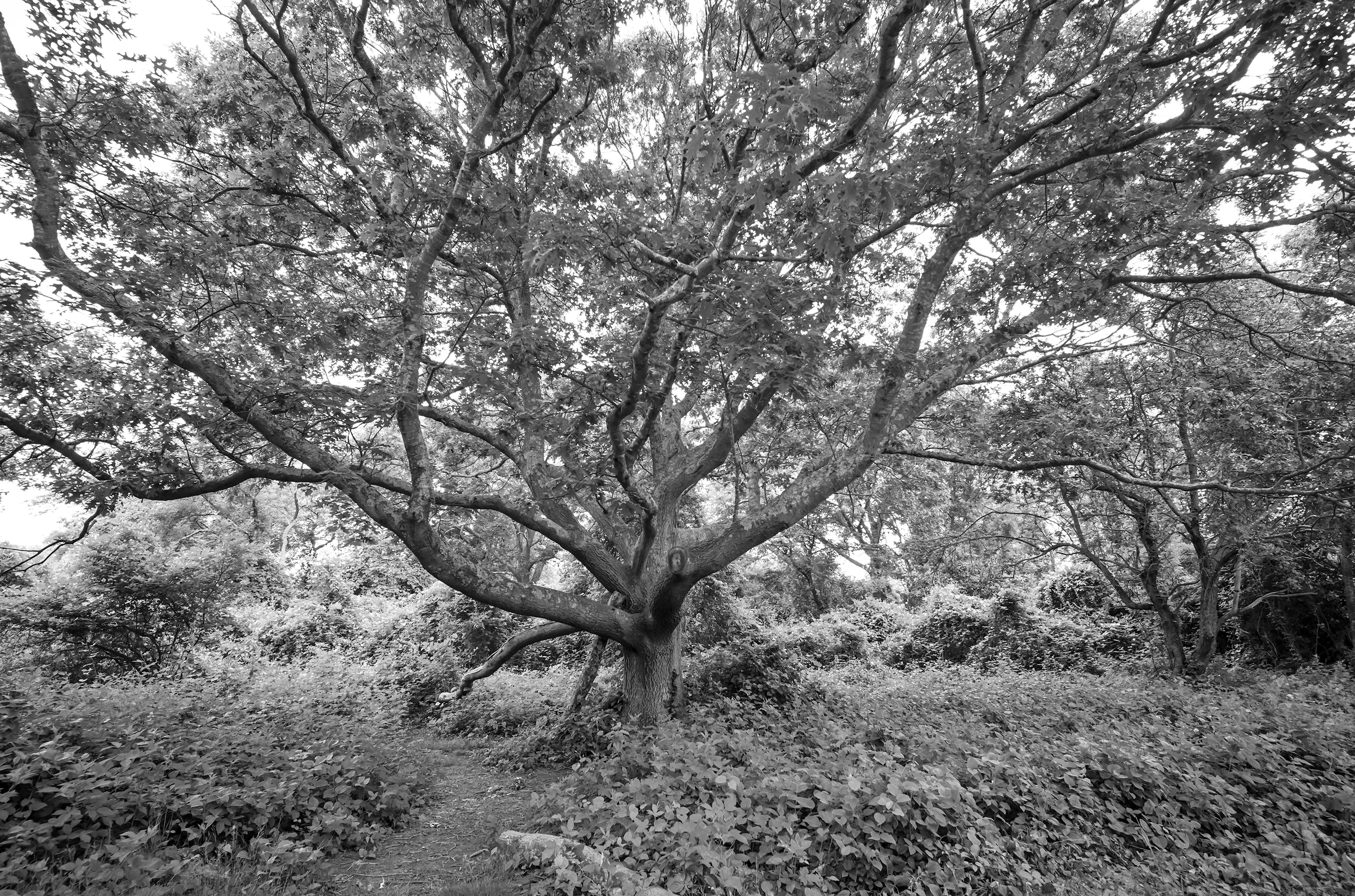 Tree B&W.jpg