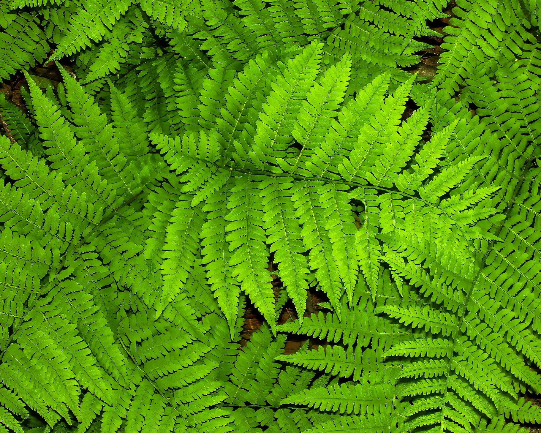 Ferns 0314.jpg