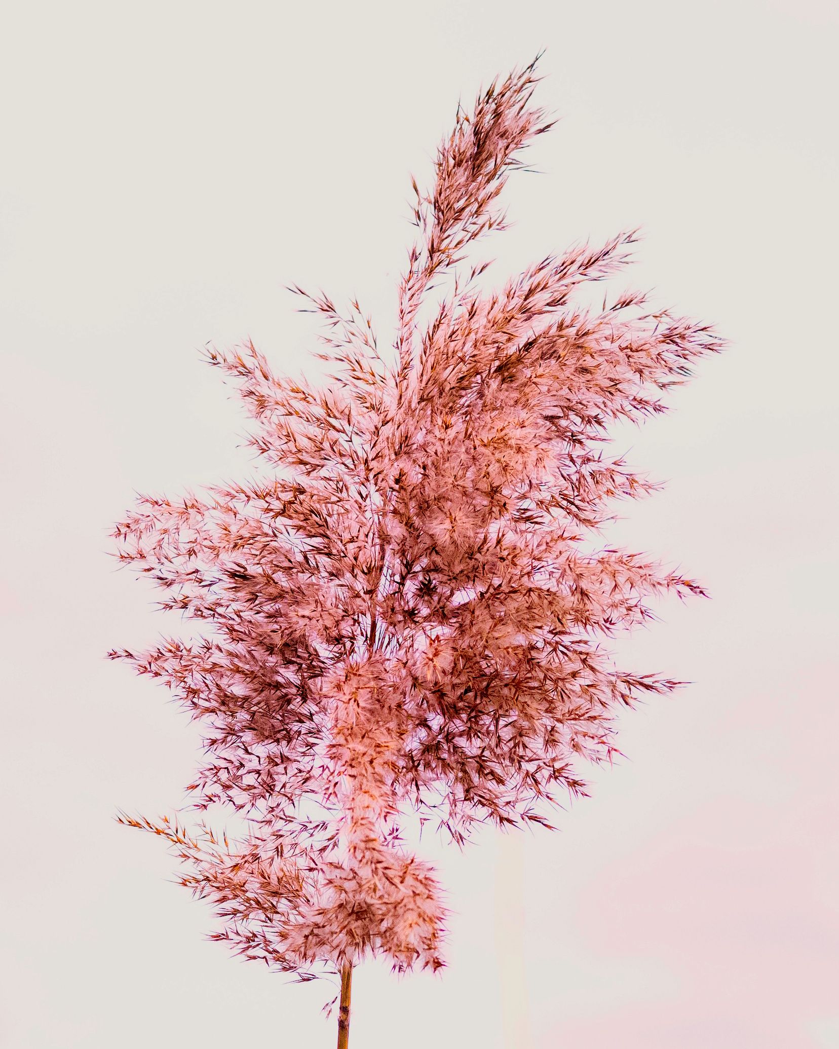 Marsh plant 2