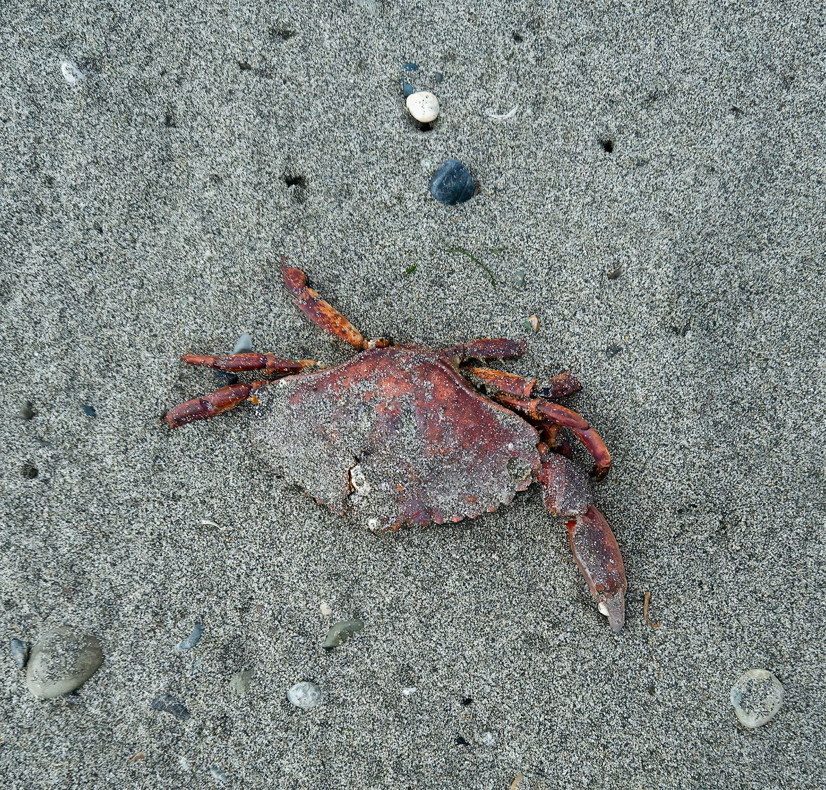 09-22 Crab 7057.jpg