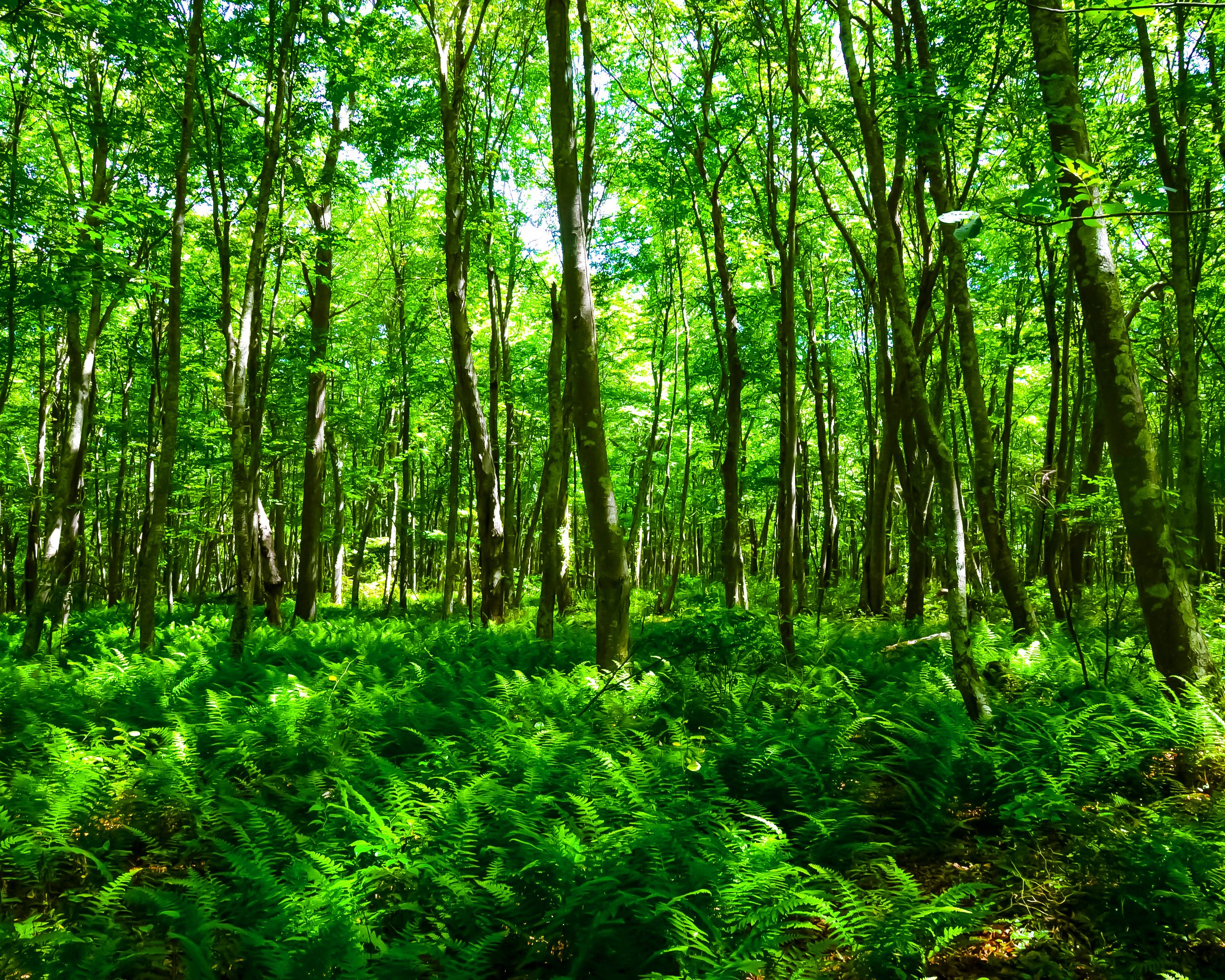 Ferns 8x10 PSD.jpg