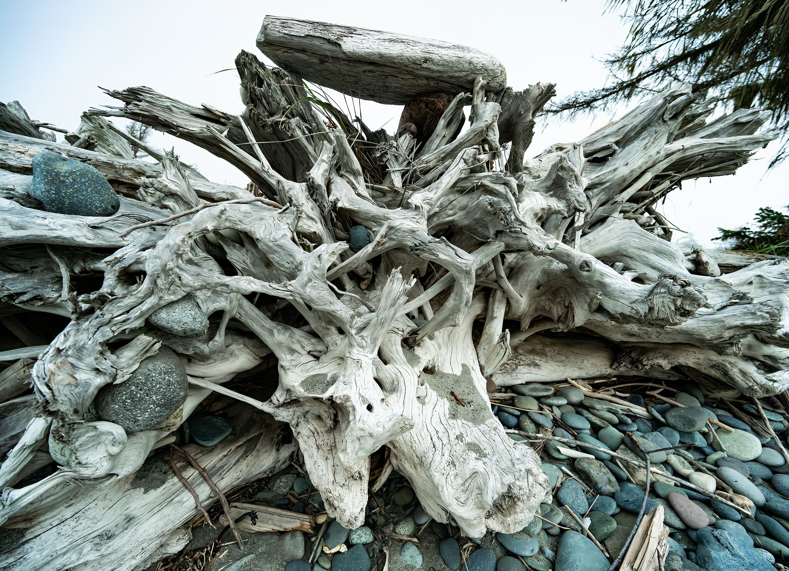 09-22 Roots 7047.jpg