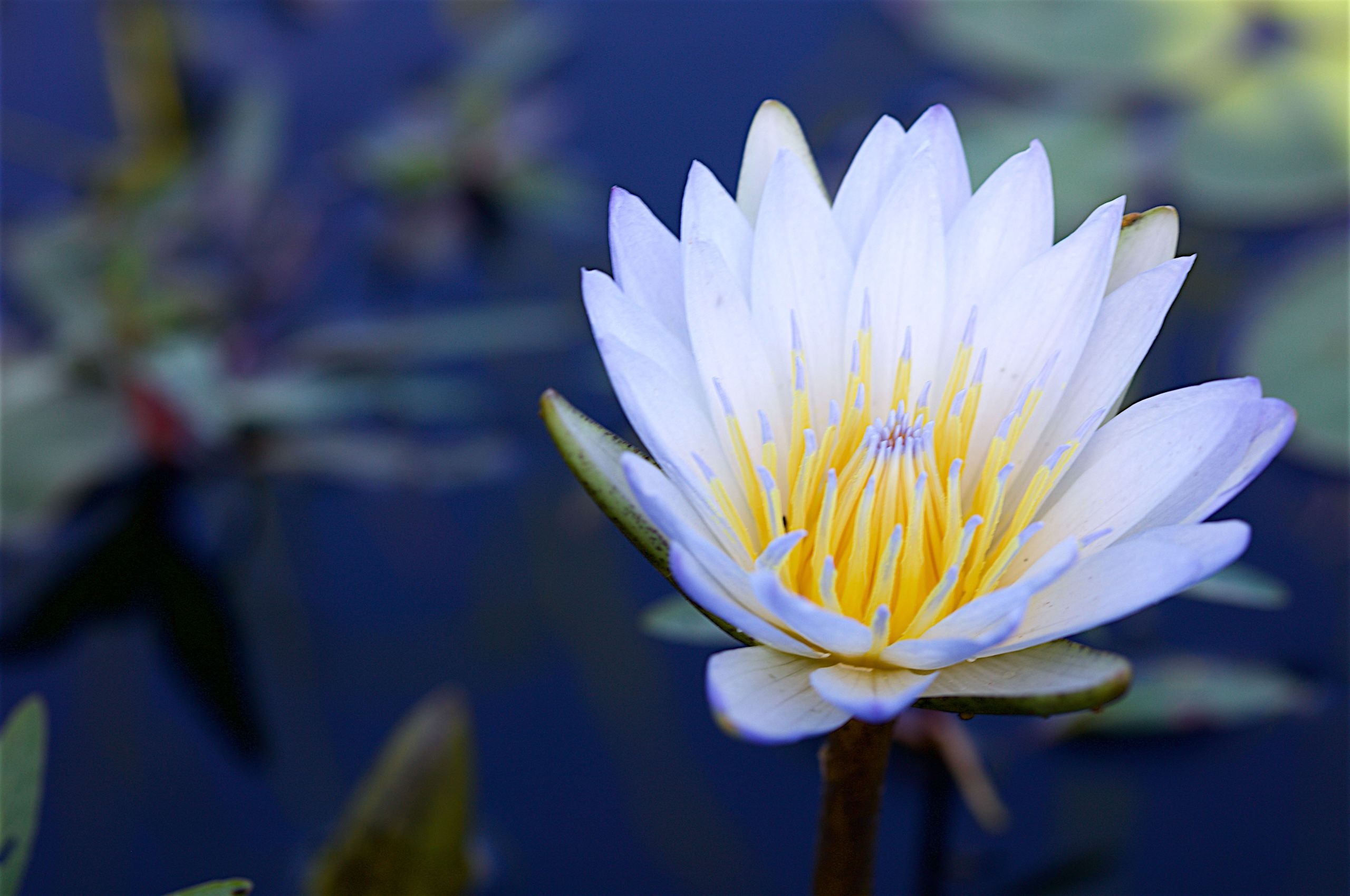 LBS delta flower.jpg