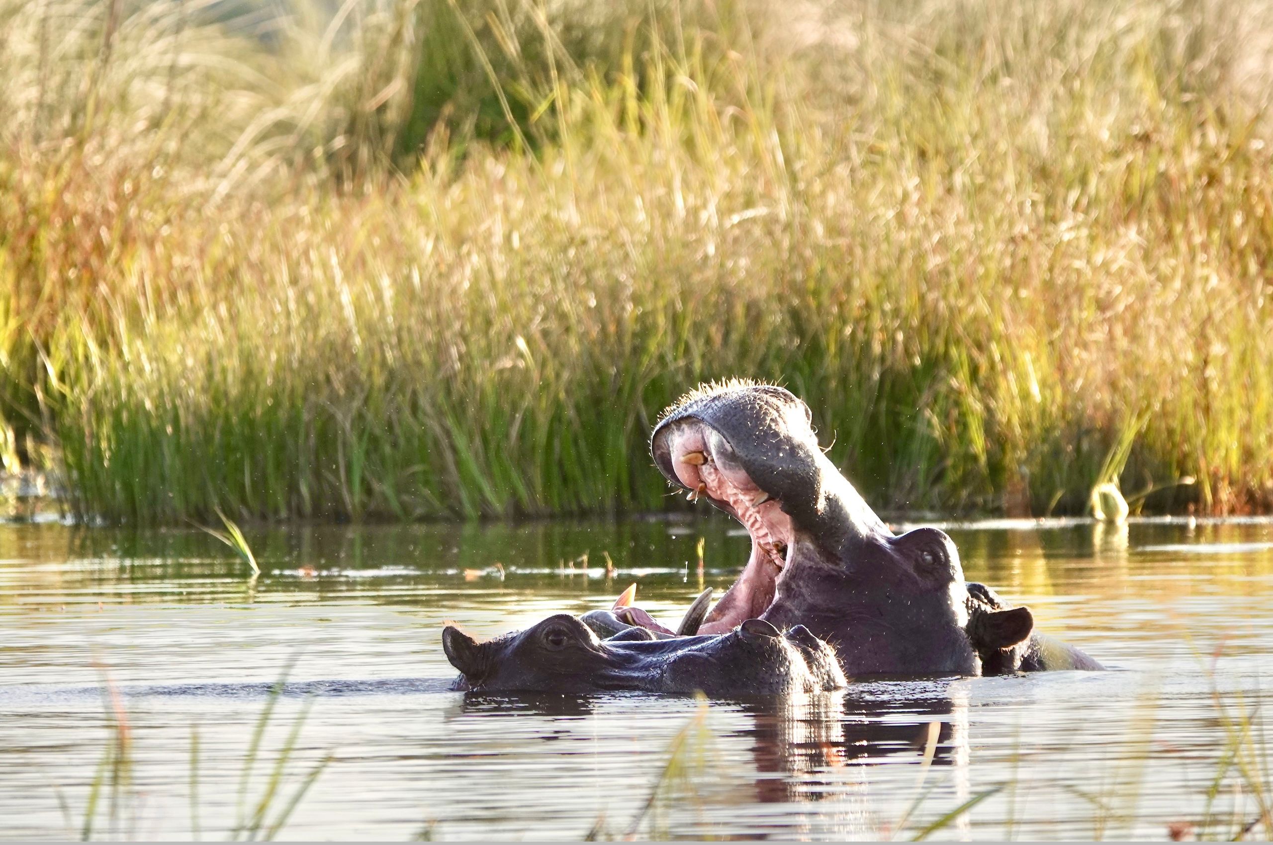 LBS - hippo mouth open wide.jpg