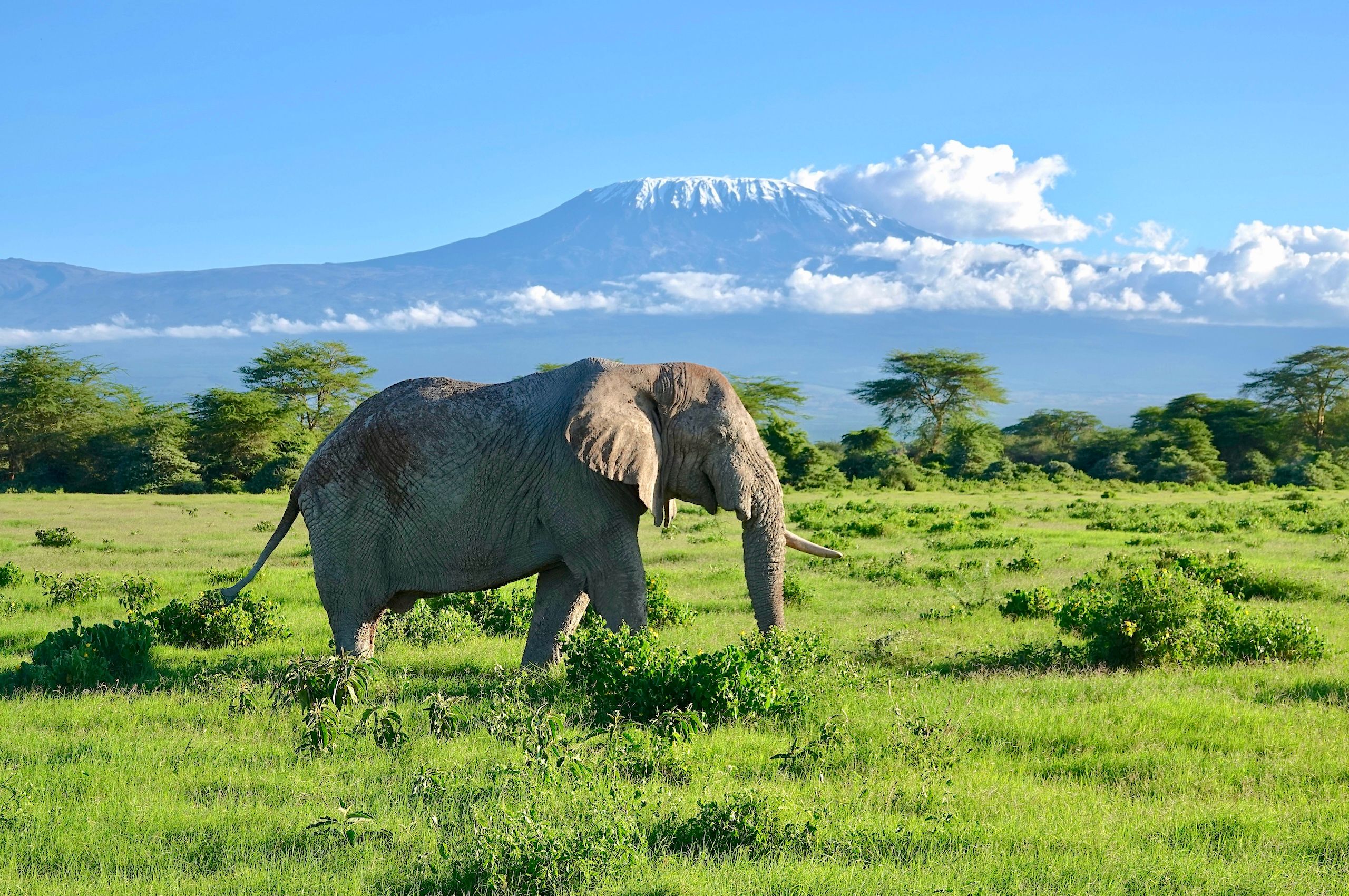 LBS Ele and Kili.jpg