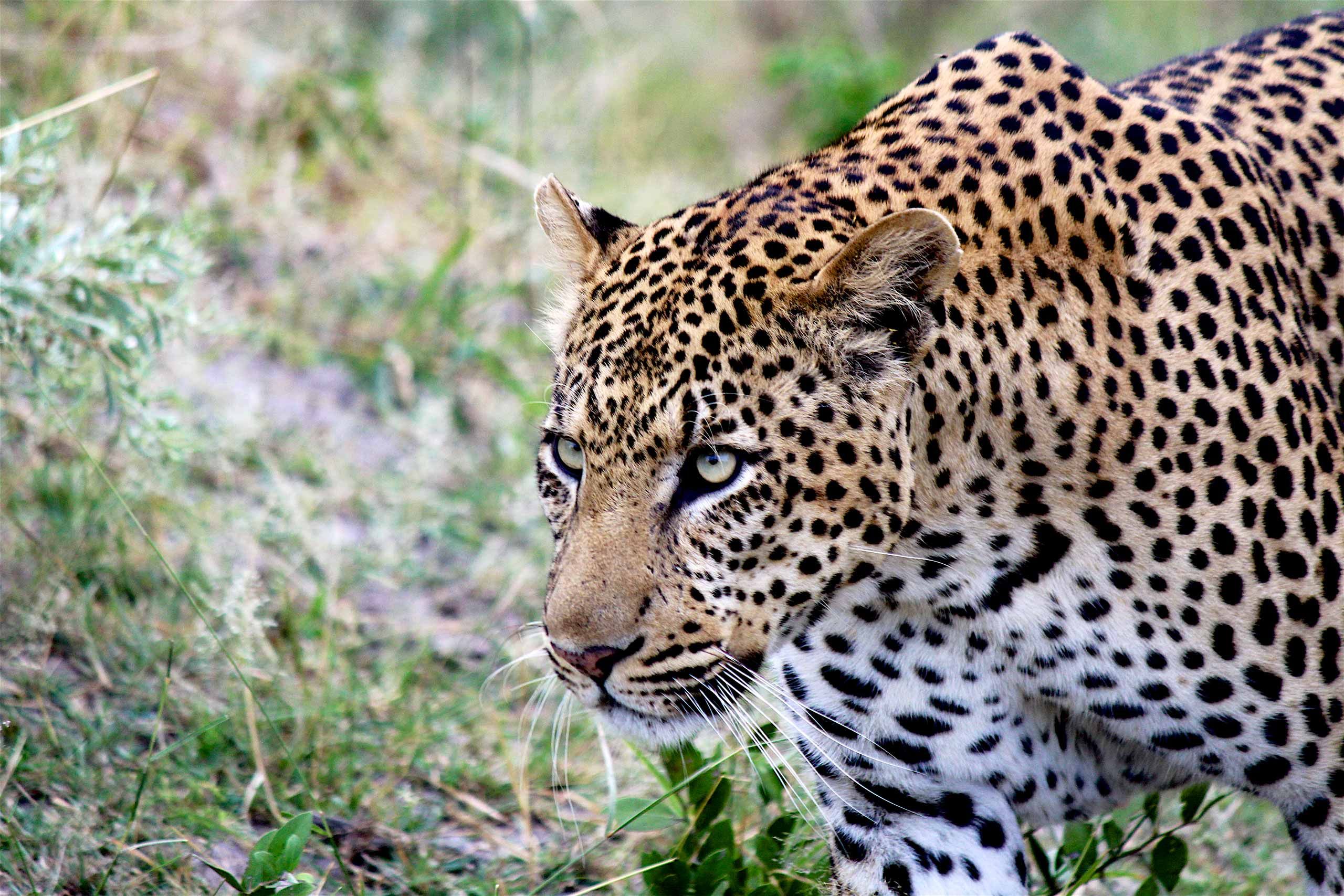 leopardbotswana.jpeg