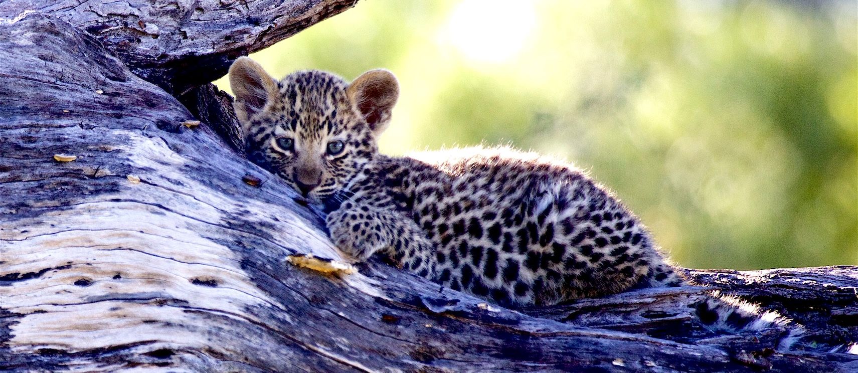 HP - baby leopard.jpg