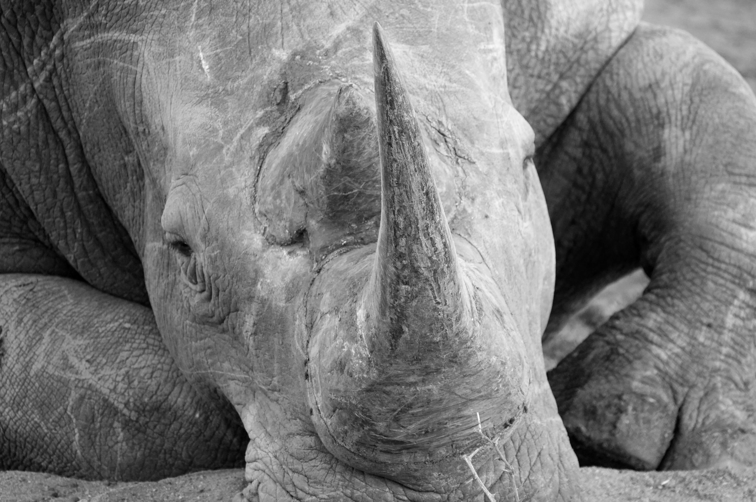 LBS Rhino closeup.jpeg