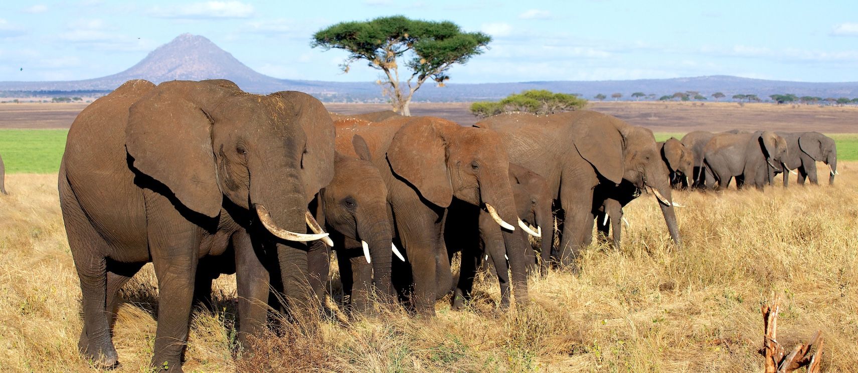 HP - eles in tarangire.jpg
