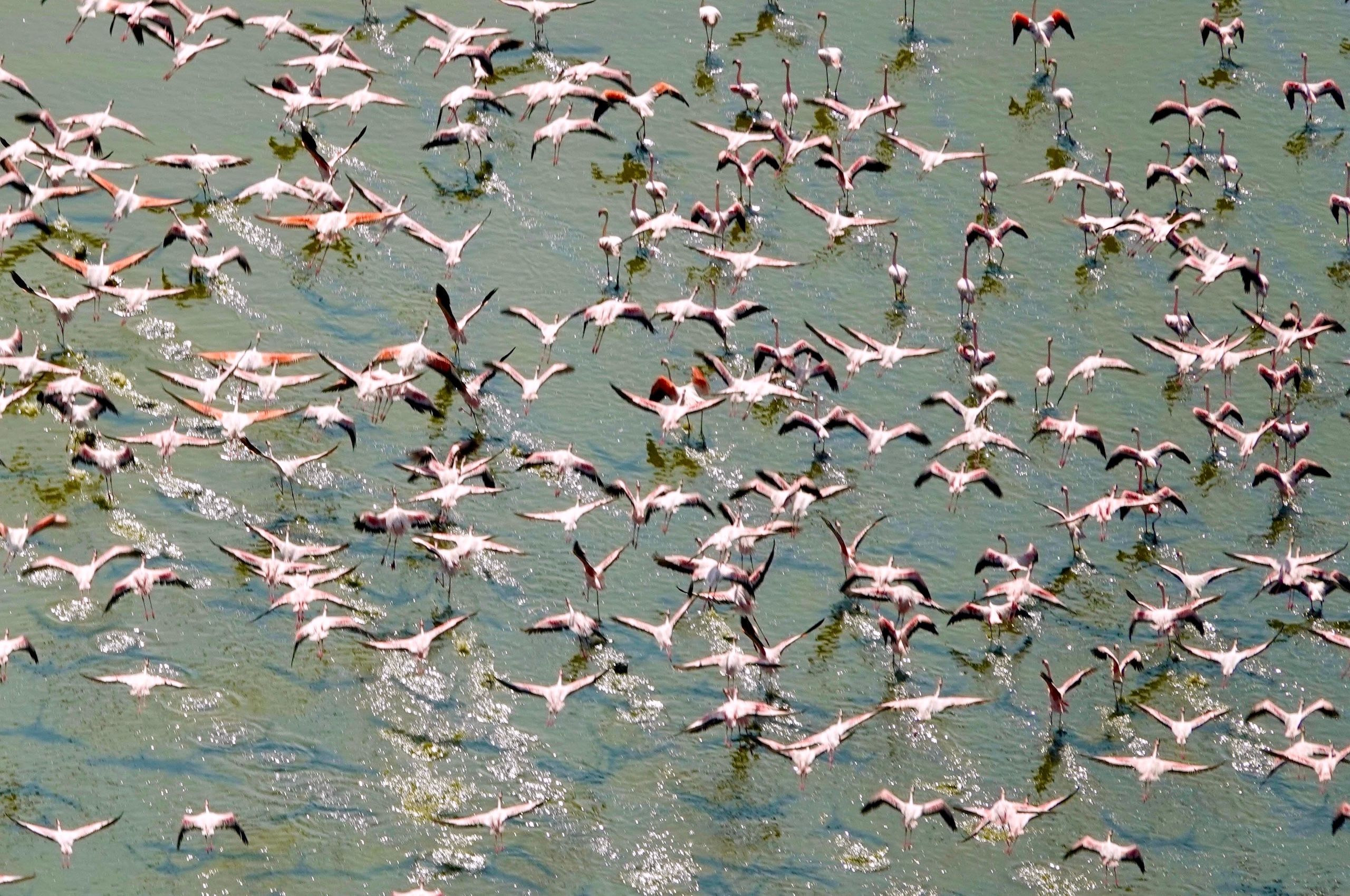 LBS flying flamingos.jpg