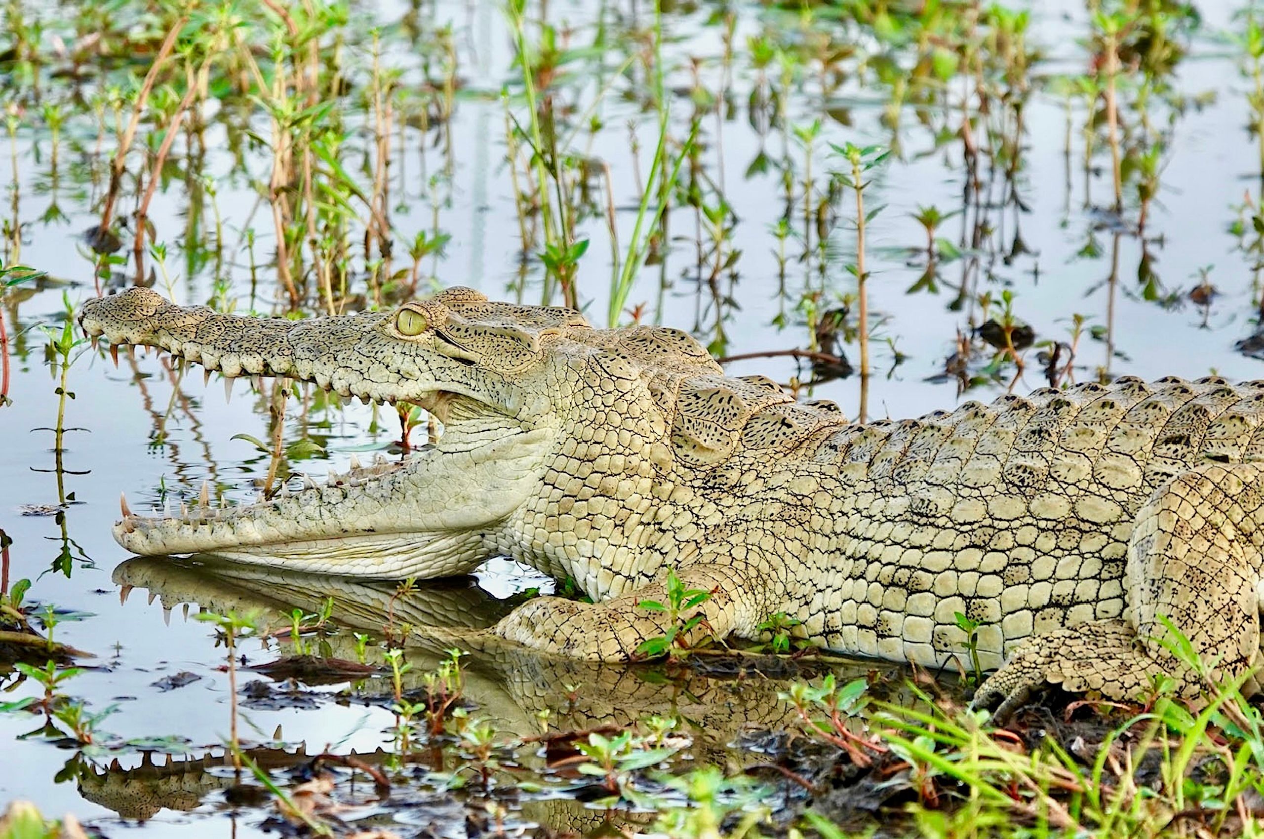 LBS Smiling croc.jpg