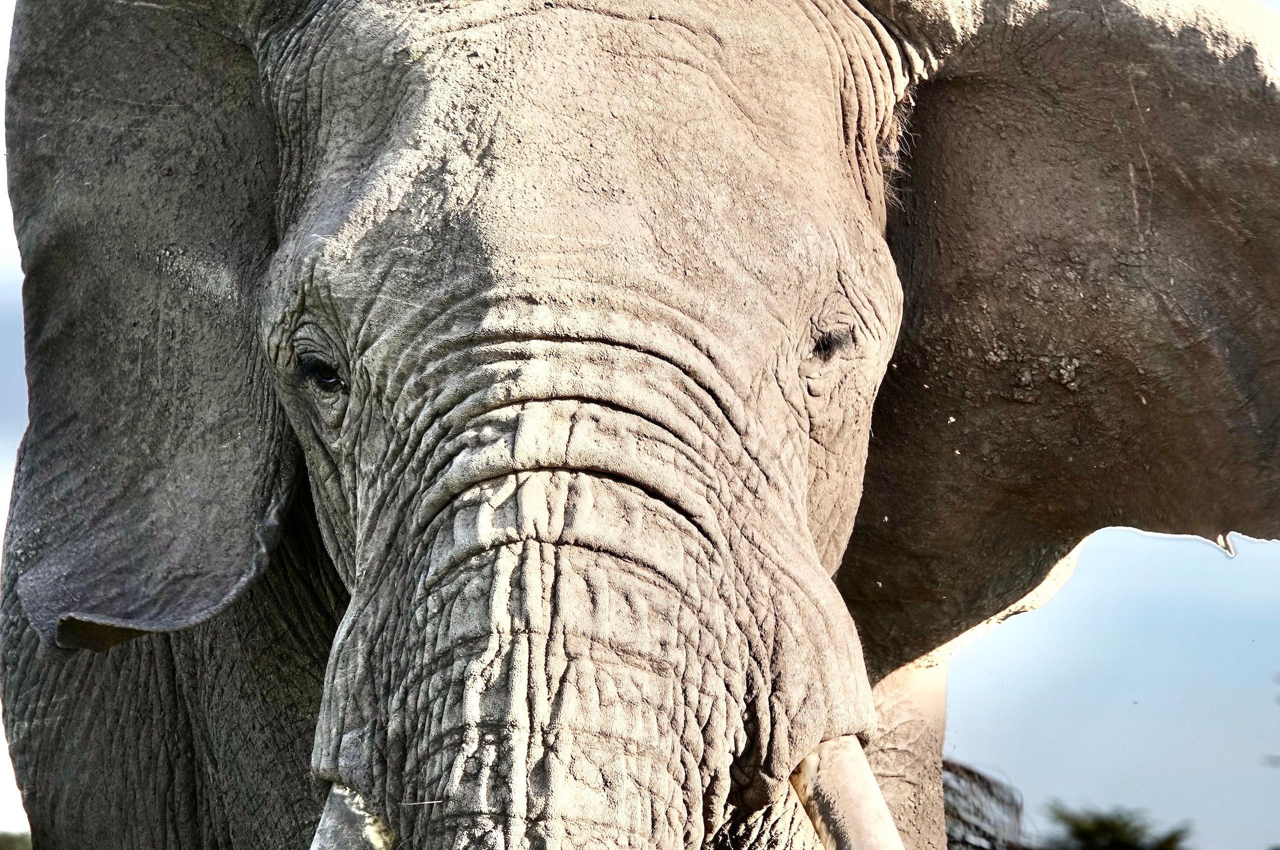 LBS Ele portrait.jpg