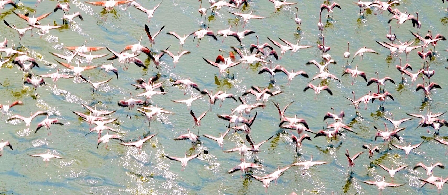 HP - flamingos in flight.jpg