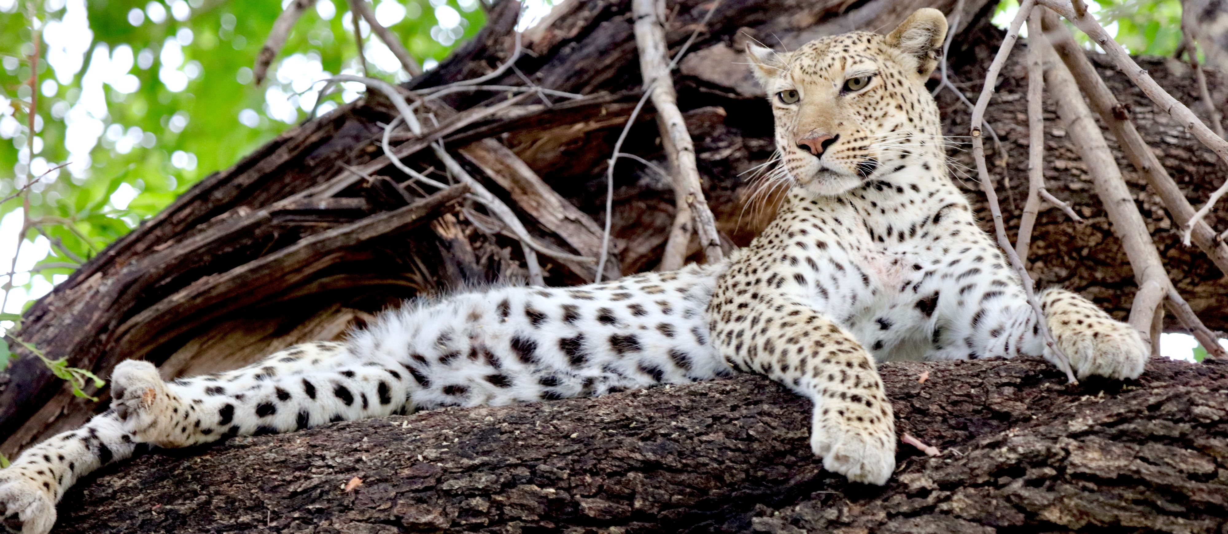 HP - white leopard.jpg