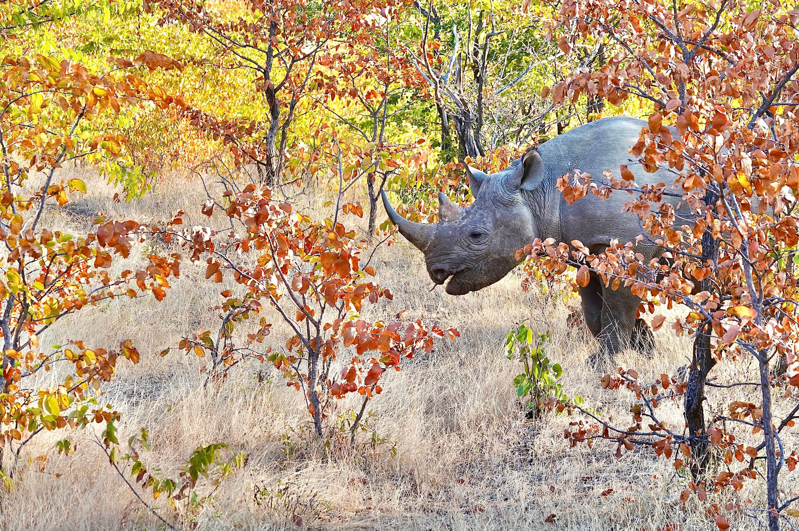 LBS Autumn Rhino.jpg