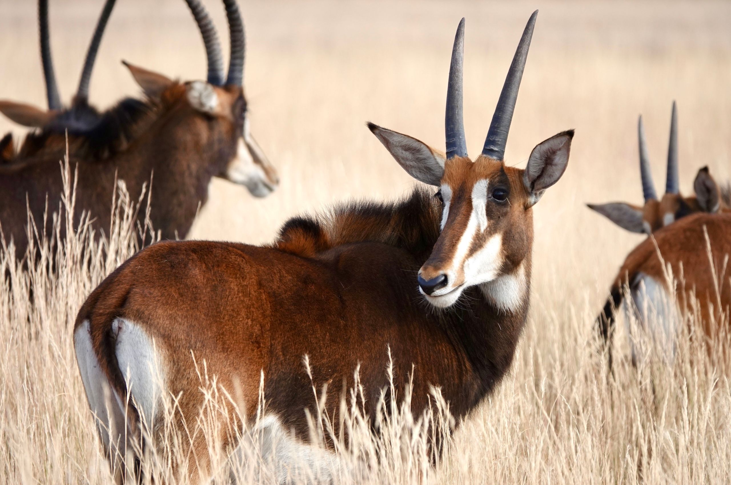 LBS Oryz portrait.jpg