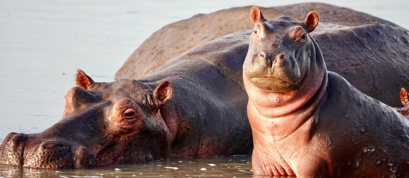 HP - mama and baby hippo.jpg