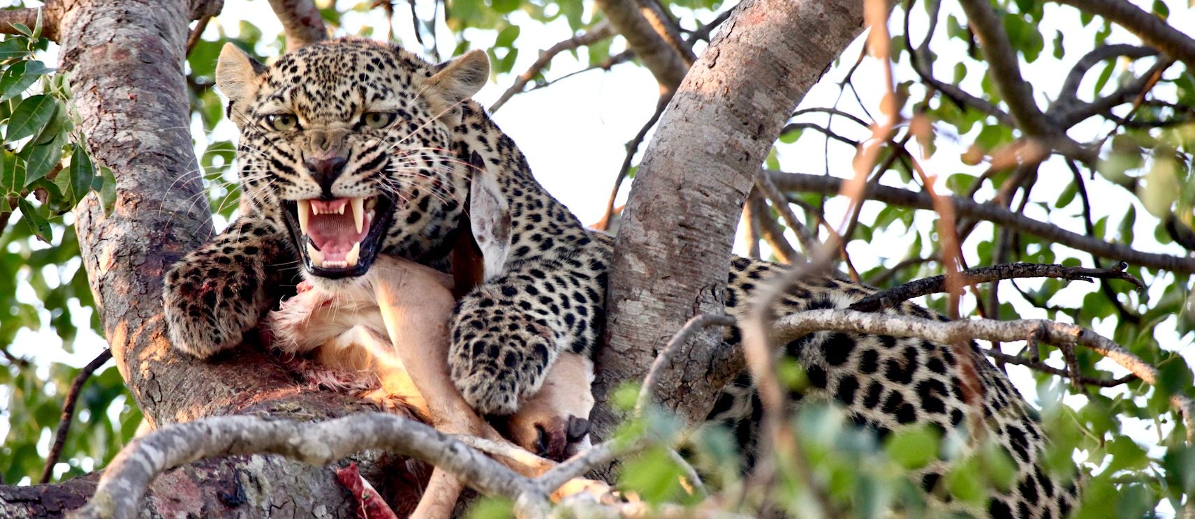HP - Leopard in tree.jpg
