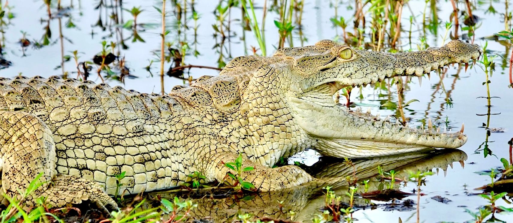 HP - croc smiling.jpg