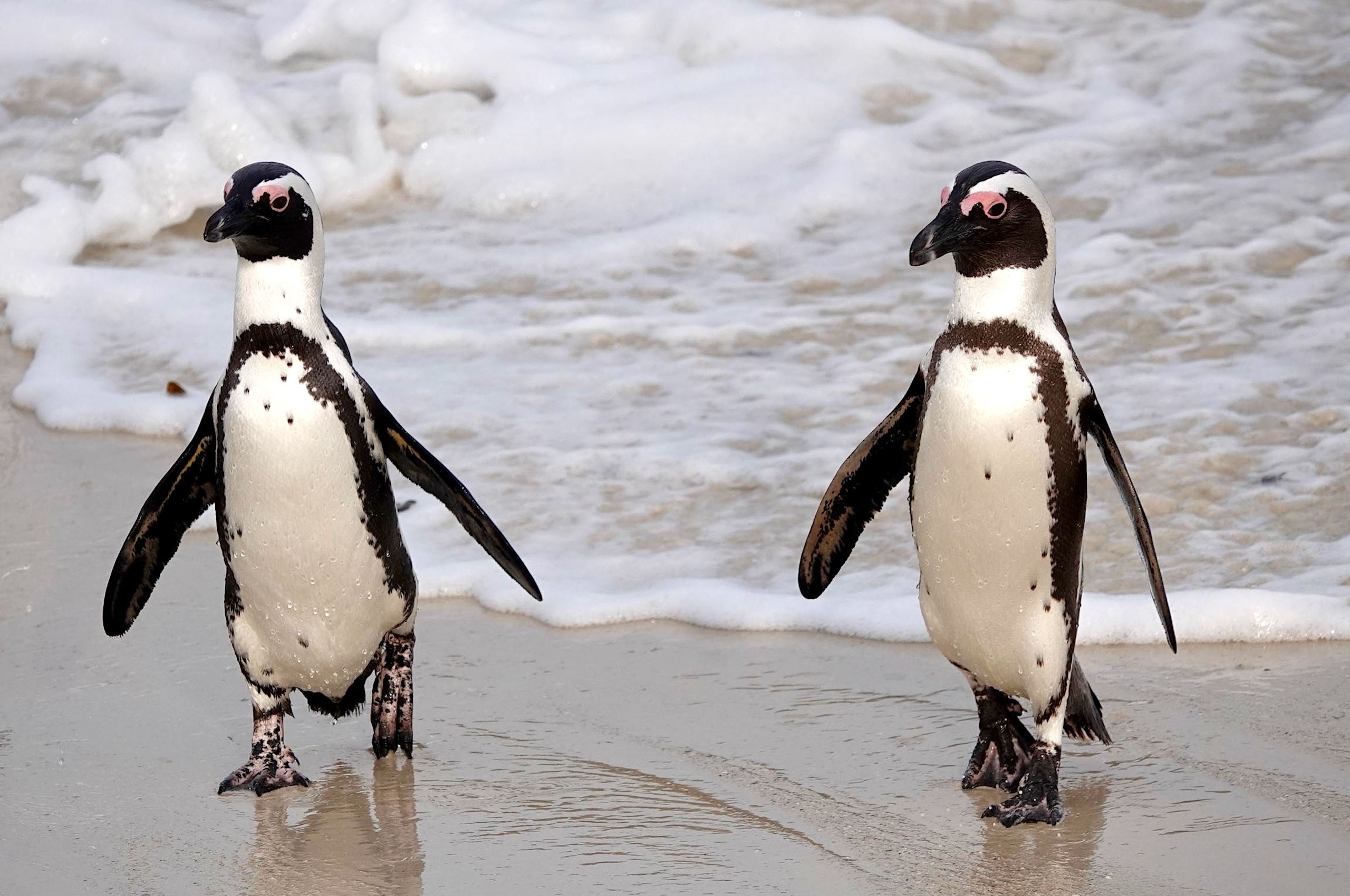 LBS Two Penguins.jpg