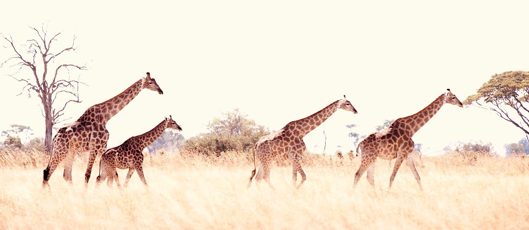 HP - giraffe journey.jpg